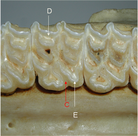 Molaire maxillaire, D=dentine, C=cément, E=émail