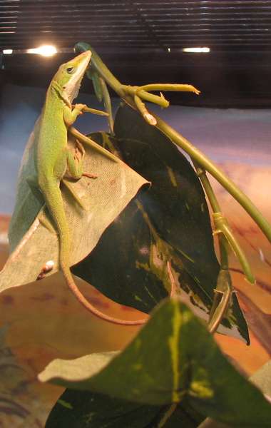 Anolis