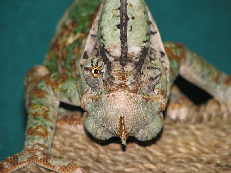 Les yeux indépendants du caméléon