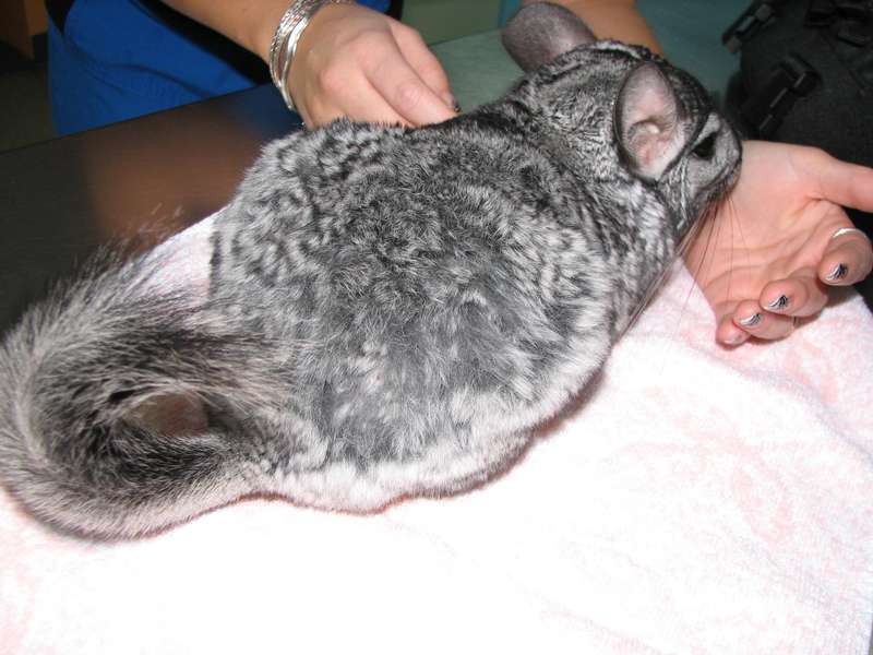 Chinchilla problèmes de santé 