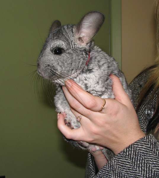 Chinchilla