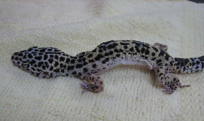 Gecko maigre et malade