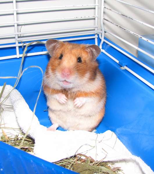 Hamster