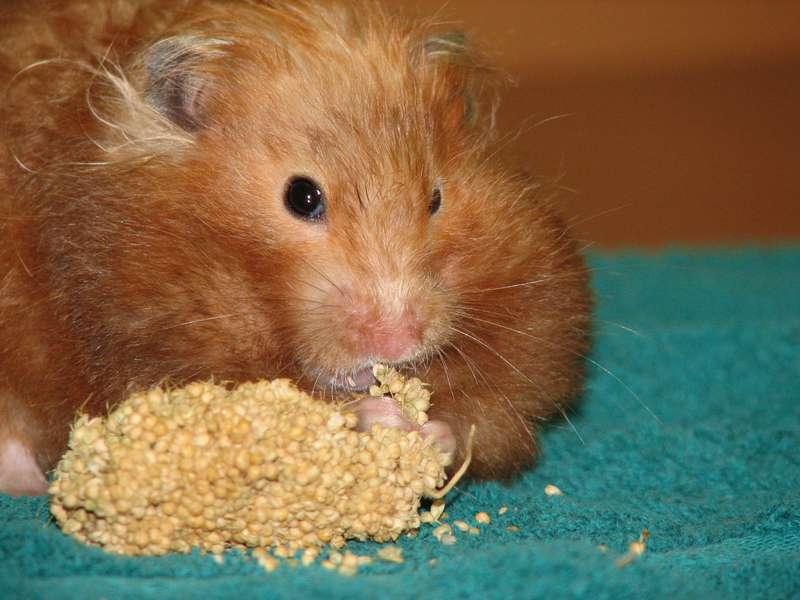 Hamster alimentation