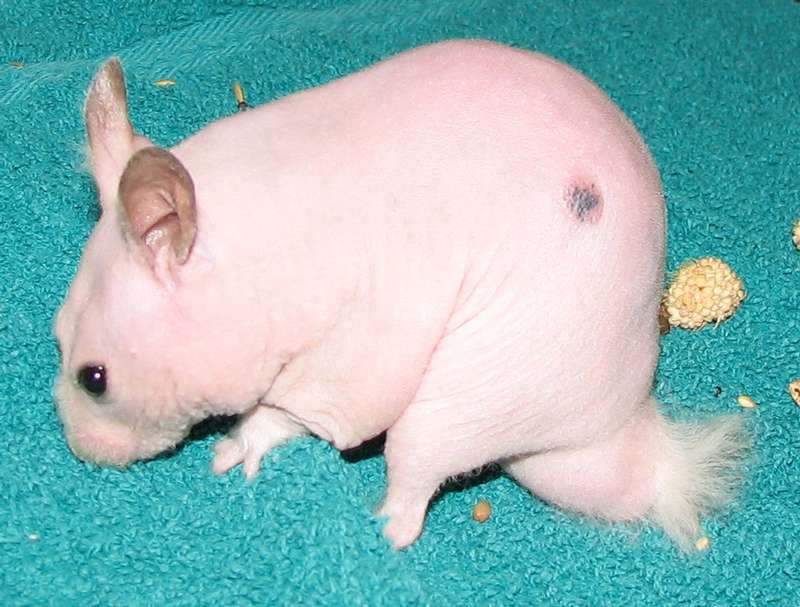 Hamster Nu