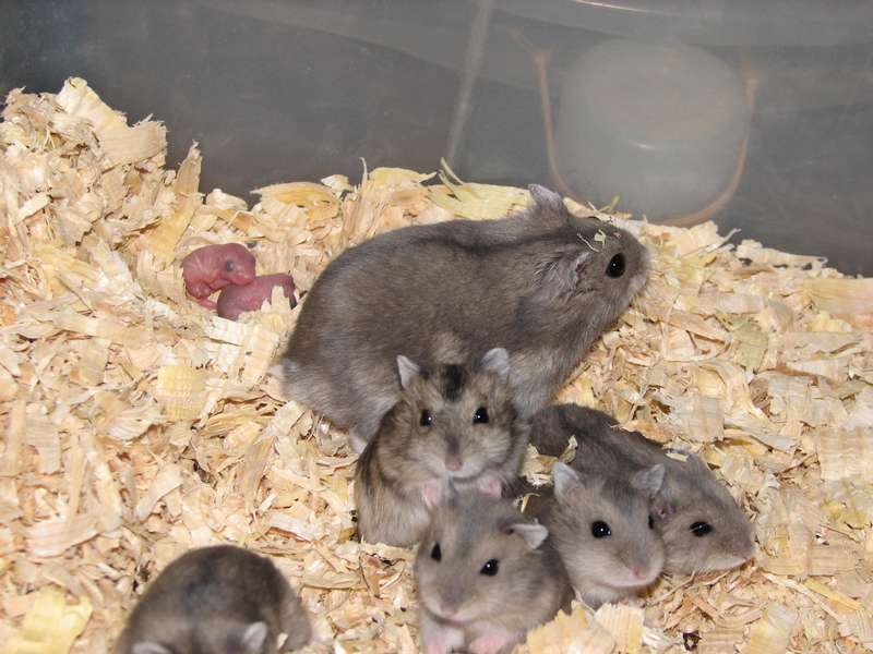 Hamsters Russes