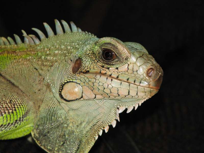 Iguane vert