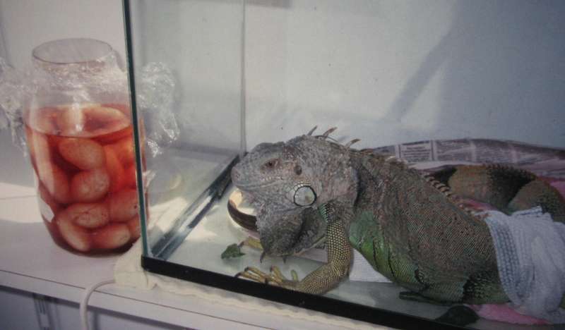 Iguane vert à la suite d'une chirurgie pour lui retirer ses oeufs
