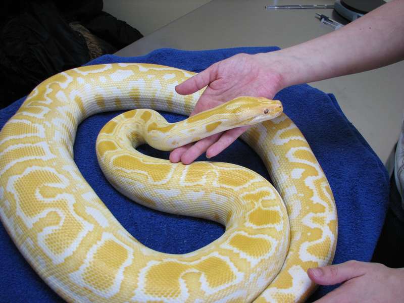 Serpent jaune et blanc