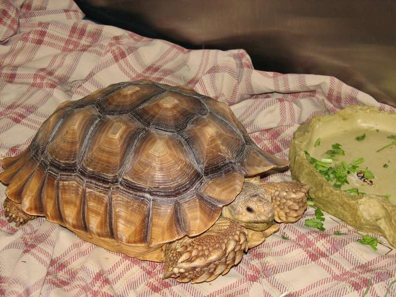 Tortue alimentation