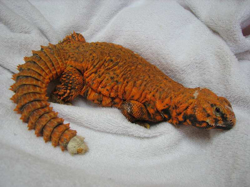 Uromastix