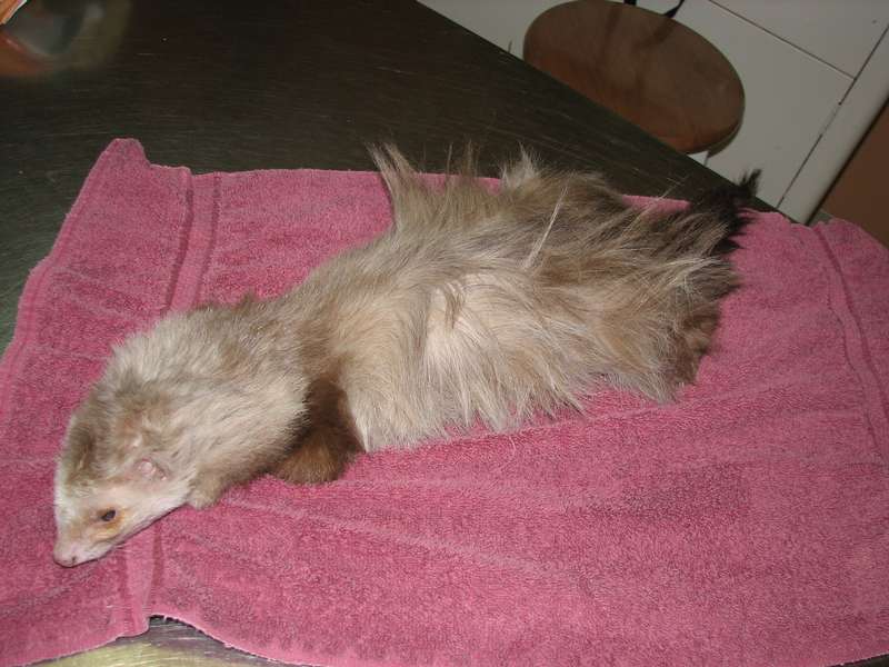 site de rencontre furet
