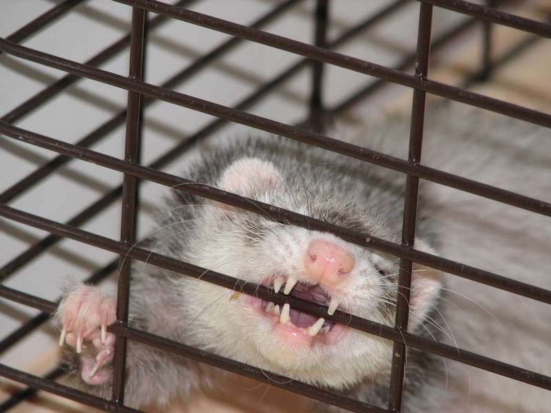 site de rencontre furet