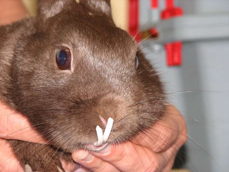 Le lapin