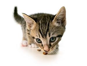 Votre animal a-t-il une bouche en santé?