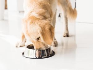 L'alimentation à base de viande crue : important à savoir!