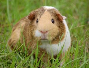 Le cochon d’Inde