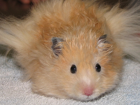 Le Hamster Dore