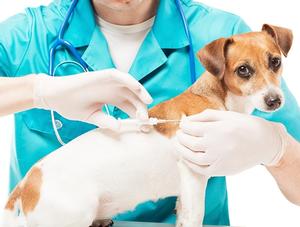 La micropuce, parce que votre animal vous est cher