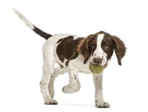 Le chien : information avant d'adopter