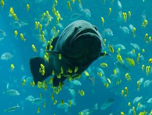 Manipulez-vous adéquatement vos poissons d’aquarium?