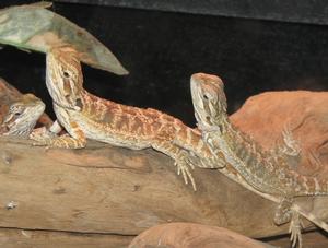 Les lézards