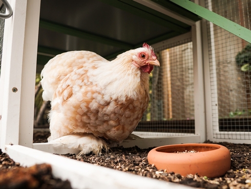 Poules urbaines