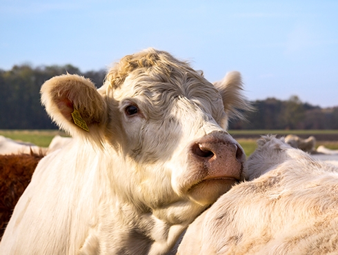 Bovins et ruminants