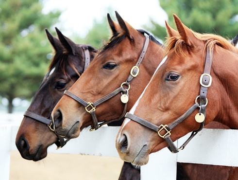 Chevaux