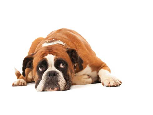 Propriétaires de chiens : attention au « sucre-alcool »!
