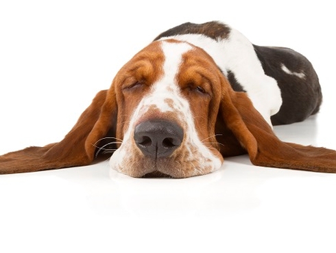 Mon animal est-il obèse?