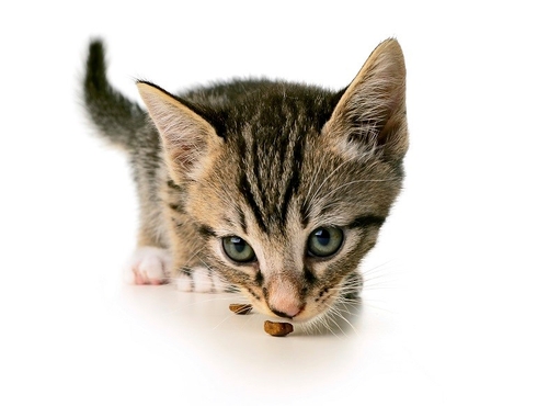 Votre animal a-t-il une bouche en santé?