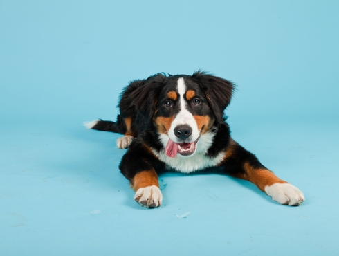 Votre animal a-t-il une bouche en santé?