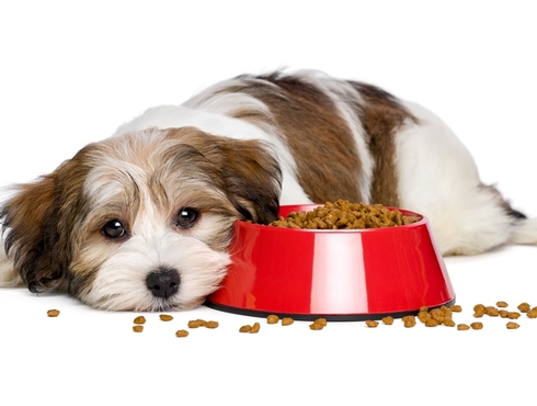 Votre chien a-t-il une allergie alimentaire?