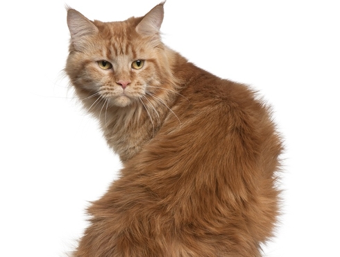 Prendre soin de son chat gériatrique