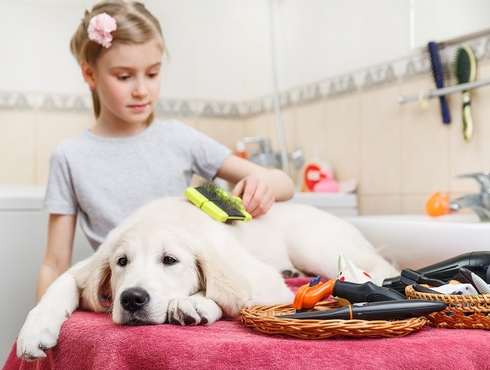 Prendre soin de son chien gériatrique