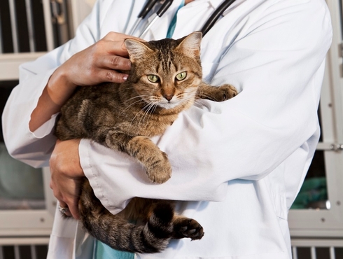 Les vomissements chez le chat