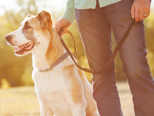 Encadrement des chiens