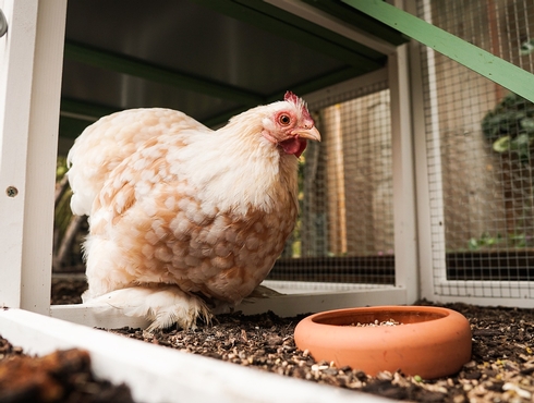 5 choses à vérifier avant d'acquérir des poules