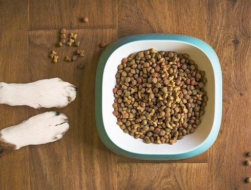 Comment nourrir son chien?
