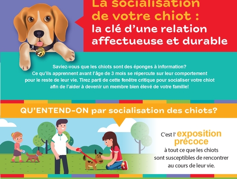 La socialisation du chiot
