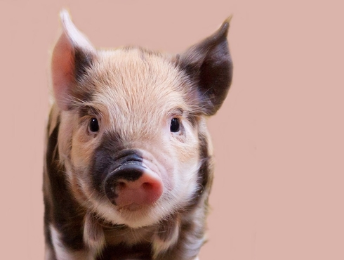 Le cochon miniature