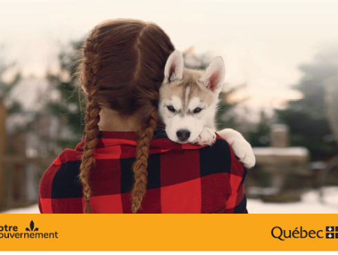Rage - Conseil avant d'adopter un chien du Nord
