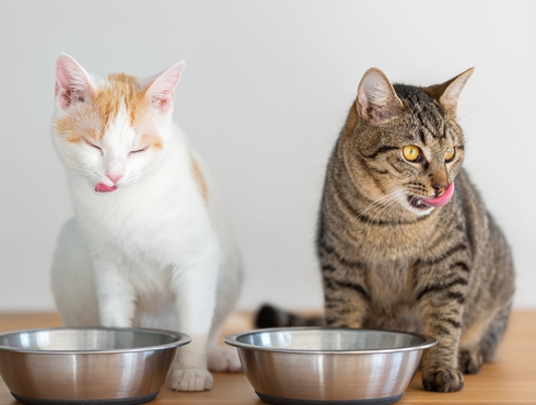 L'alimentation à base de viande crue : important à savoir!
