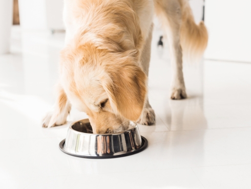 L'alimentation à base de viande crue : important à savoir!