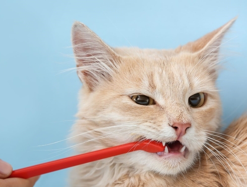 La dentisterie chez votre animal, plus importante qu’on pense!