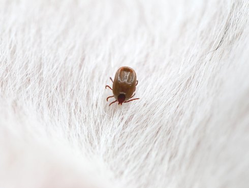 La maladie de Lyme et les tiques : mieux vaut prévenir