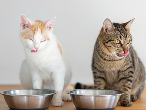 Nourrir son animal avec de la viande crue: ce qu’il faut savoir
