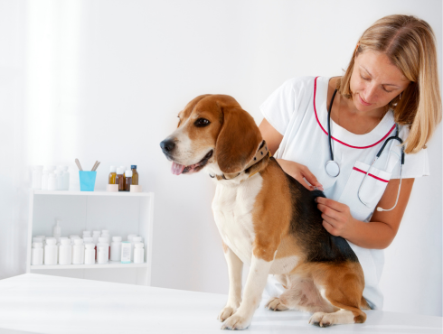 Pourquoi faut-il un examen vétérinaire avant de vacciner mon animal?