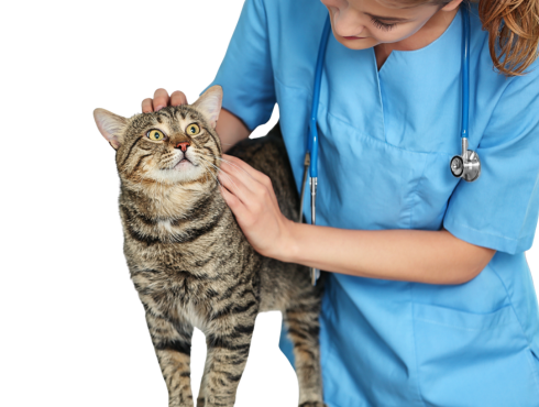 J'ai l'impression que mon médecin vétérinaire n’a pas tout examiné. Est-ce normal?